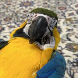 پونه احمدآبادي