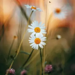 بهناز باقری