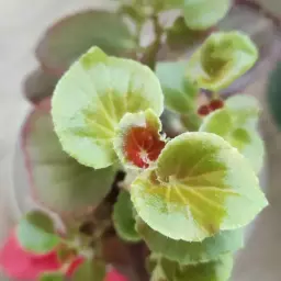 صبا مهرافزون