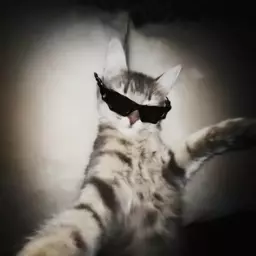 ریحانه مختاری