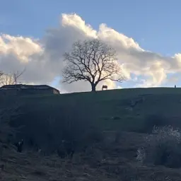 شیما رازی